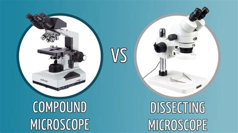 dissecting microscope|dissecting microscope vs compound microscope.